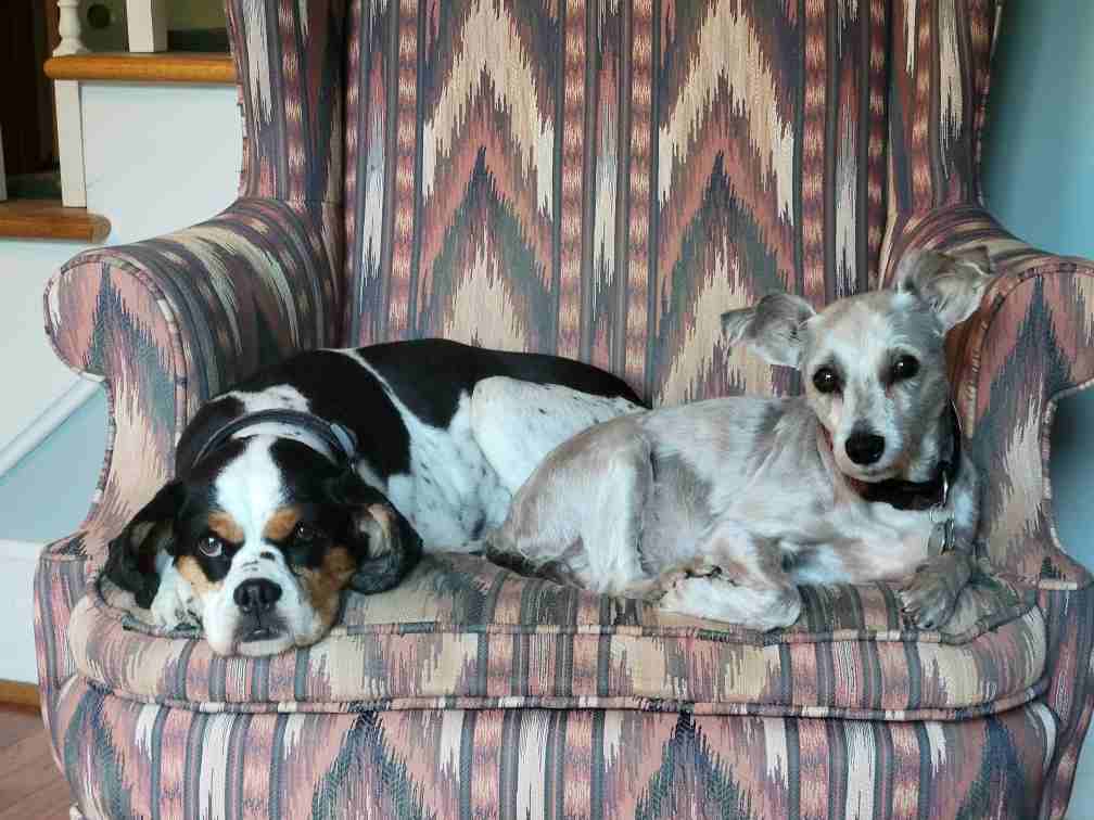 2023-08-30 dogs.jpg